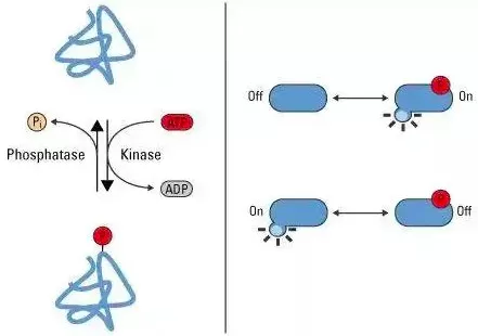 Figure 1. Process and mechanism of protein phosphorylation